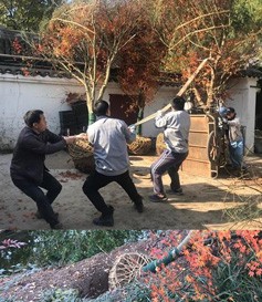 上海古猗園幾株大型雞爪槭的移植工作